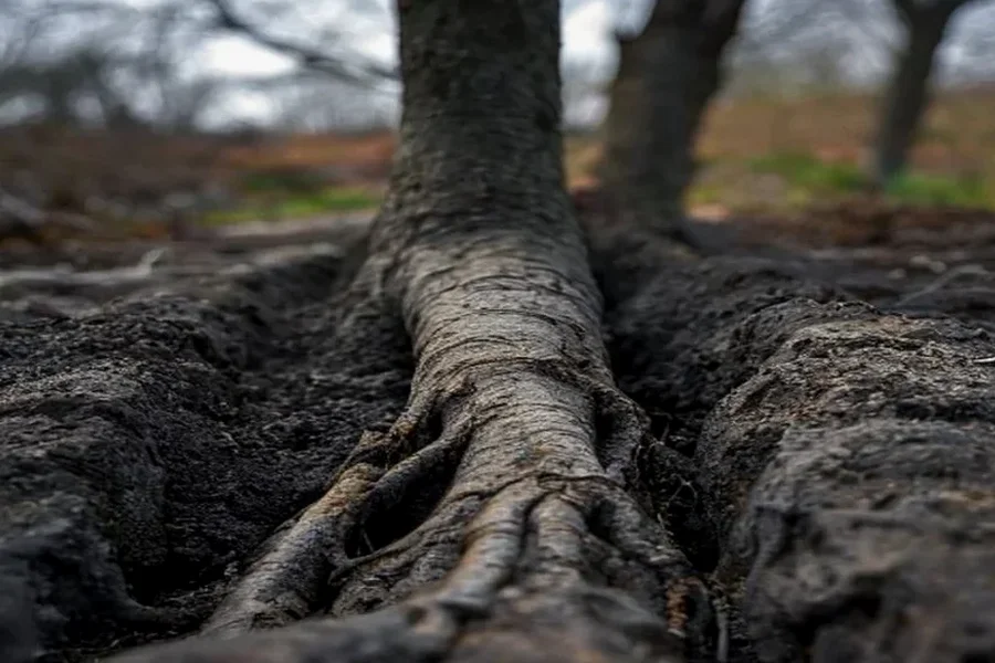 Tree Root Removal in Mars Hill, Indianapolis